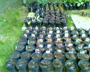 0605090707b.jpg