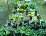 0605090711b.jpg